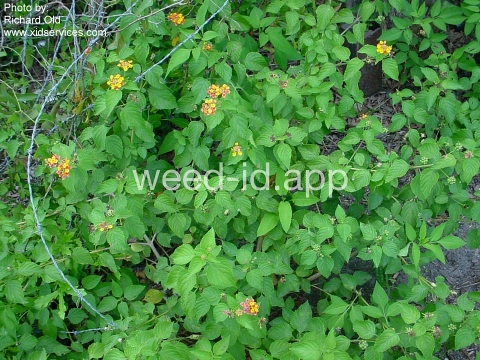 lantana, largeleaf